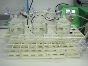 Calcein incubation of foramminifera at different pH